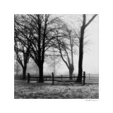 Woods with Fence
