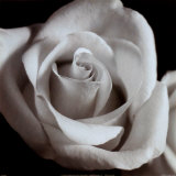 Open Rose