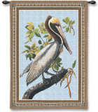 Brown Pelican