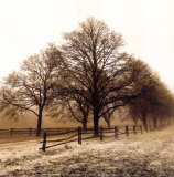 Row of Trees