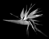 Bird of Paradise