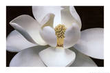 Buy Magnolia at AllPosters.com