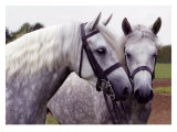 Buy Twins at AllPosters.com