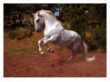Buy Horse at AllPosters.com