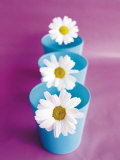 Buy Marguerites at AllPosters.com