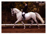 Buy Dressage at AllPosters.com
