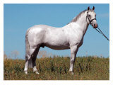 Buy Stand Proud at AllPosters.com