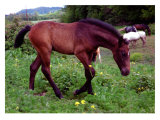 Buy Horse at AllPosters.com