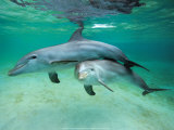 Dolphins