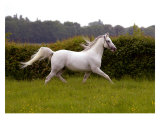 Buy Running Around at AllPosters.com