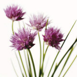 Buy Ciboulette at AllPosters.com