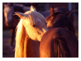 Buy Telling Secrets at AllPosters.com
