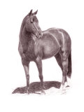 Buy Calypso Pony at AllPosters.com