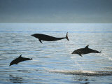 Bottlenose Dolphin