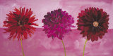 Dahlias Vermillon, Fischia, Carmin