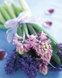 Hyacinths