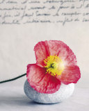 Buy Poppy at AllPosters.com