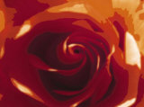 Buy Rose Variation II at AllPosters.com