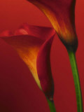 Buy Red Calla Lilies at AllPosters.com
