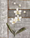 Buy Orchid Shimmer I at AllPosters.com