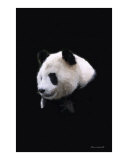 Buy Giant Portrait at AllPosters.com