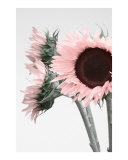 Buy Pink Sunflowers at AllPosters.com