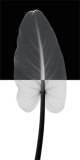 Calla Leaf I