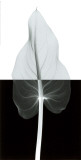 Calla Leaf II