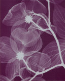 Buy Silver Dogwood at AllPosters.com