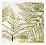 Ferns I