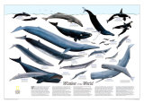 Whales of The World Map