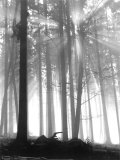 Buy Forest Dawn at AllPosters.com