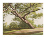 Buy Leaning Tree, 2003 at AllPosters.com