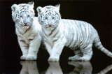 Buy White Tiger Cubs at AllPosters.com