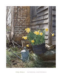 Buy Sunning Daffodils at AllPosters.com