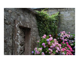 Buy Hydrangea Corner at AllPosters.com