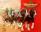 Budweiser Clydesdales