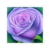 Buy Big Rose, c.2004 at AllPosters.com