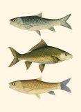 Buy Antique Fish I at AllPosters.com