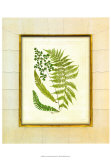 Buy Fern with Crackle Mat II at AllPosters.com