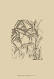 Buy Black and White Curtis Orchid I at AllPosters.com