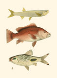 Buy Antique Fish II at AllPosters.com