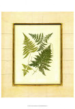 Buy Fern with Crackle Mat I at AllPosters.com
