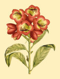 Blushing Rhodos III