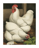 Roosters I