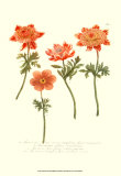 Buy Anemone II at AllPosters.com