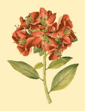 Blushing Rhodos I