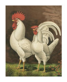 Roosters VI