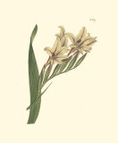 Buy Curtis Floral II at AllPosters.com