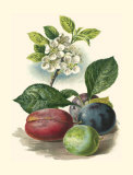 Buy Plum Blossom at AllPosters.com